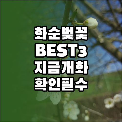 화순 벚꽃 명소 베스트 3 및 실시간..