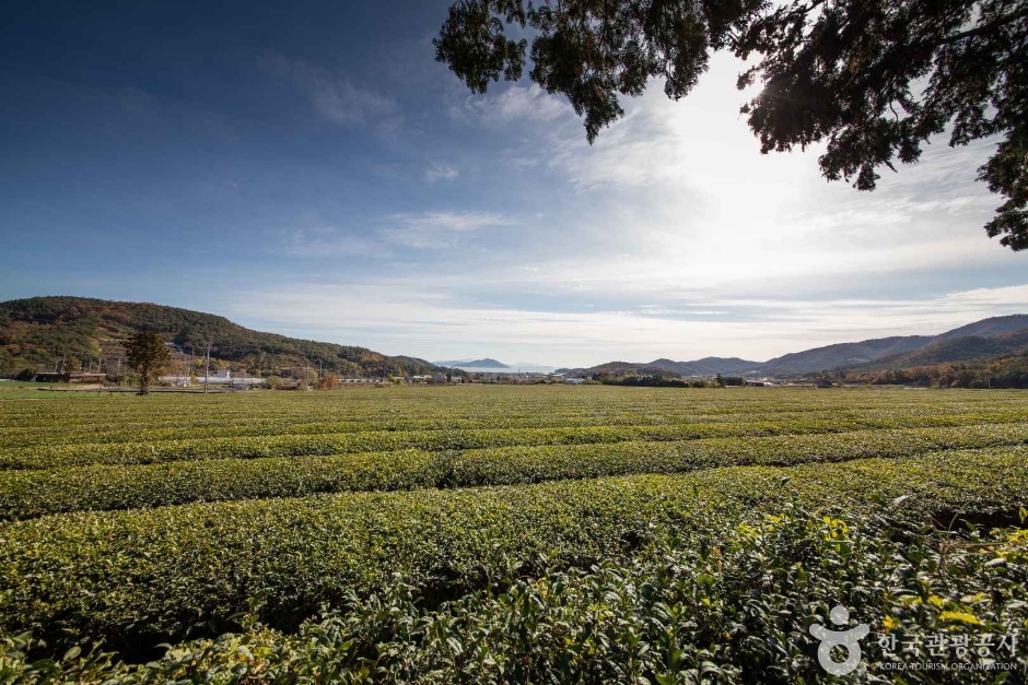 보성 가볼만한곳 베스트10