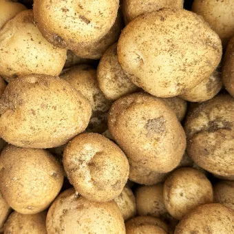 감자 심는 시기 재배 방법_12