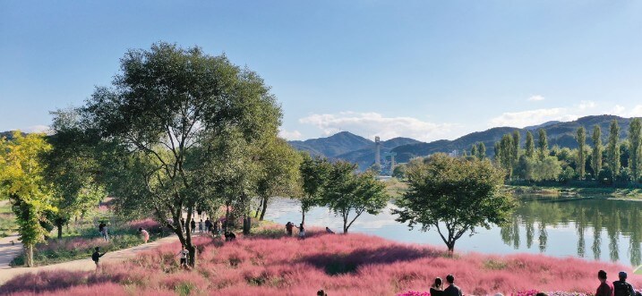 Colorful Garden 자라섬 꽃 페스타 완전 정복 가이드!!