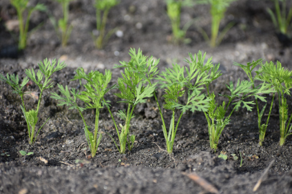 6월 텃밭 작물 추천 당근