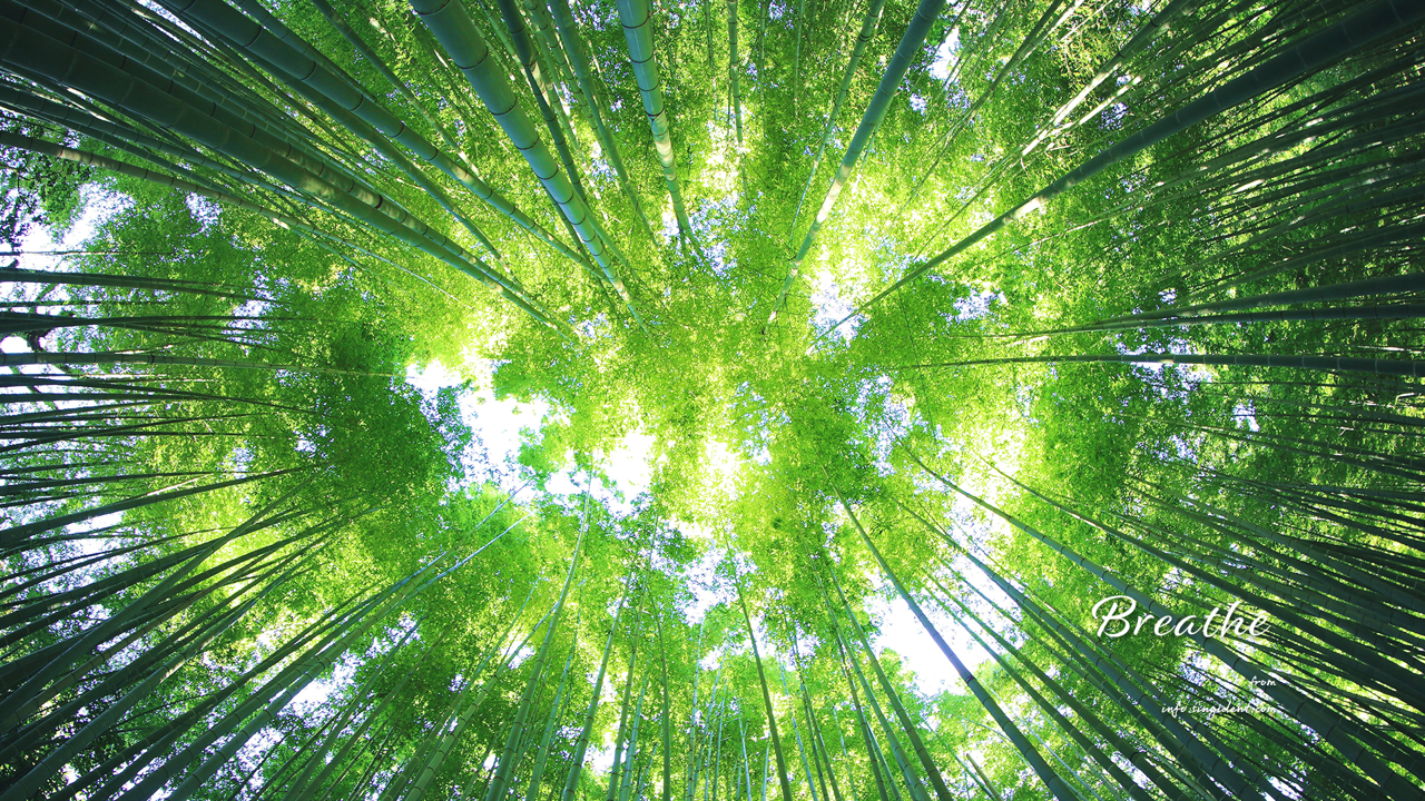 03 대나무 숲과 하늘 C - Breathe 숲배경화면