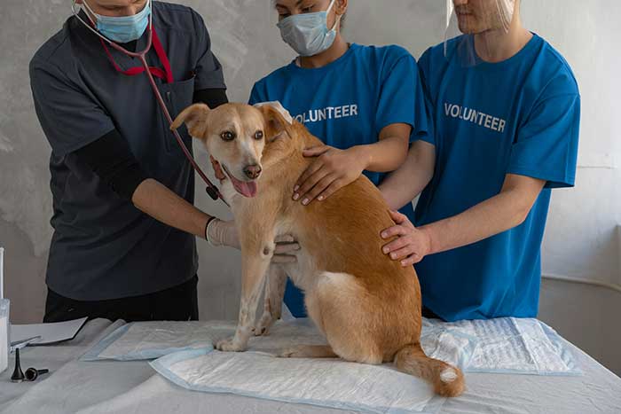 동물병원 동물보건사 이미지