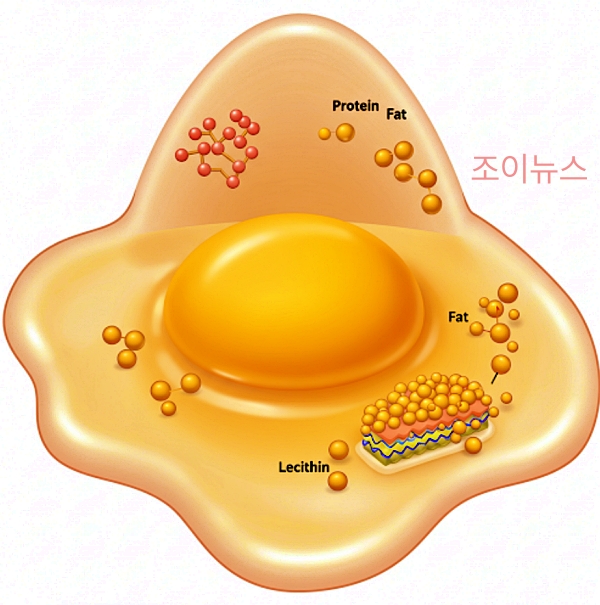 계란의 성분