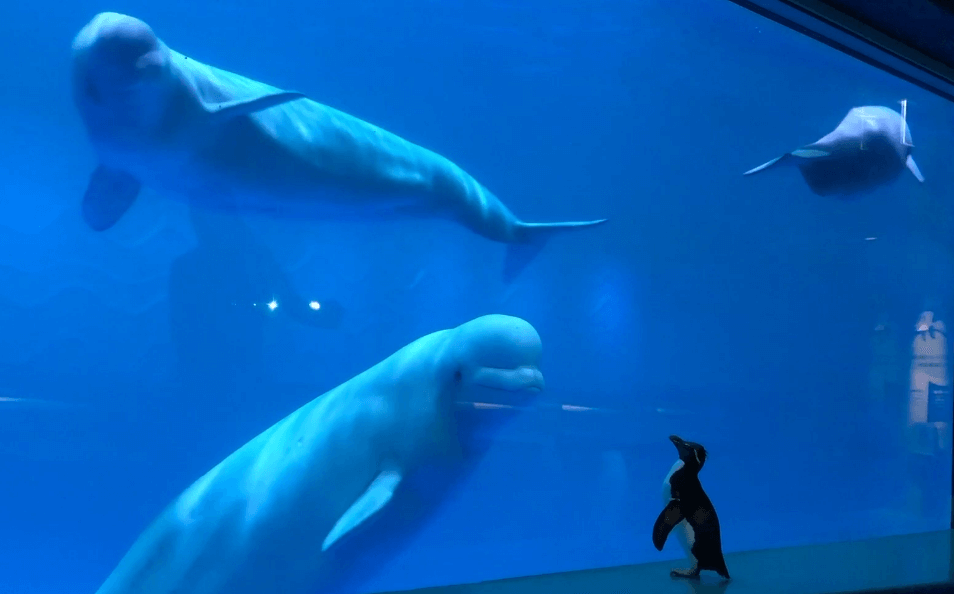 Shedd Aquarium's animals