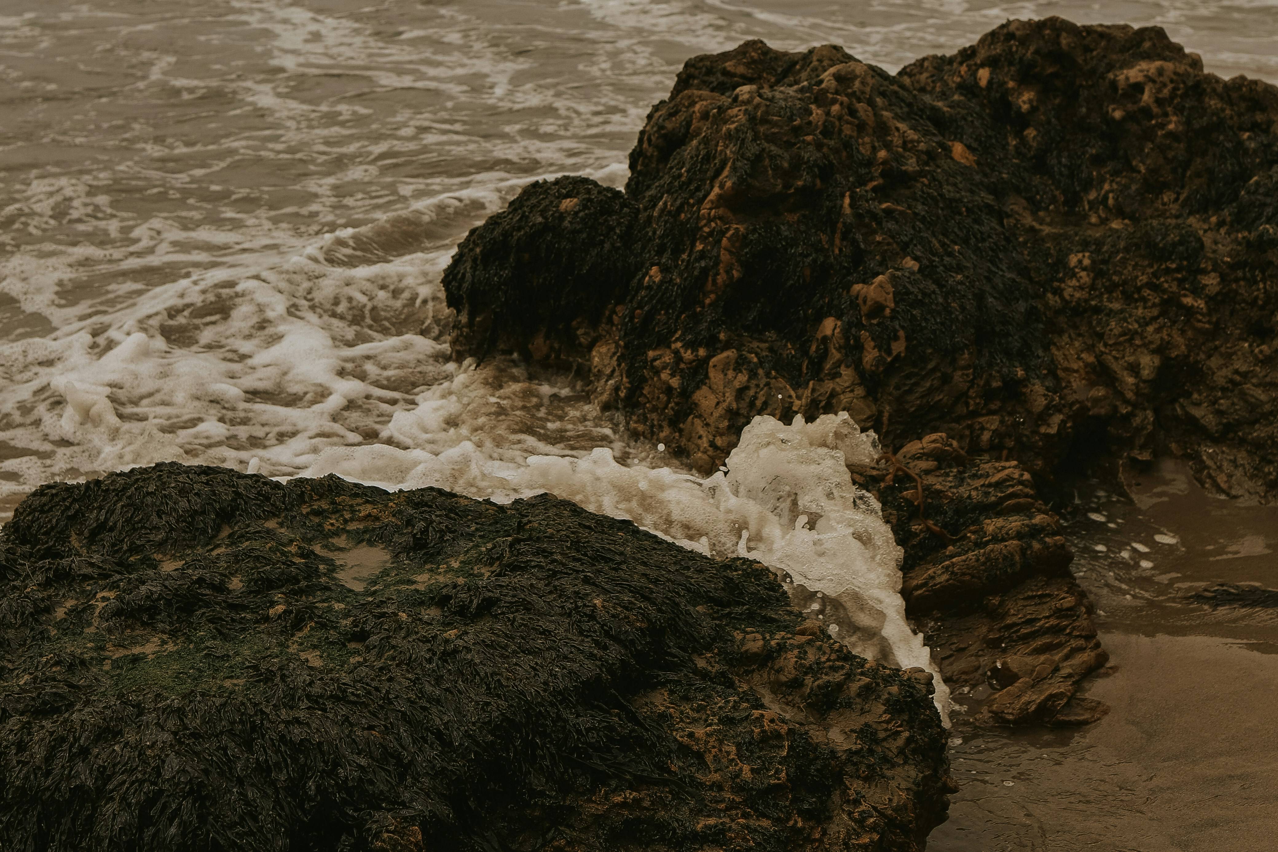 홍합 바다 이미지