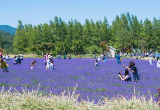 2024 고성 하늬라벤더팜 라벤더 농장 축제 입장료 개화 주차장