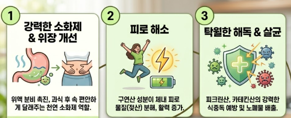 매실액기스 효능