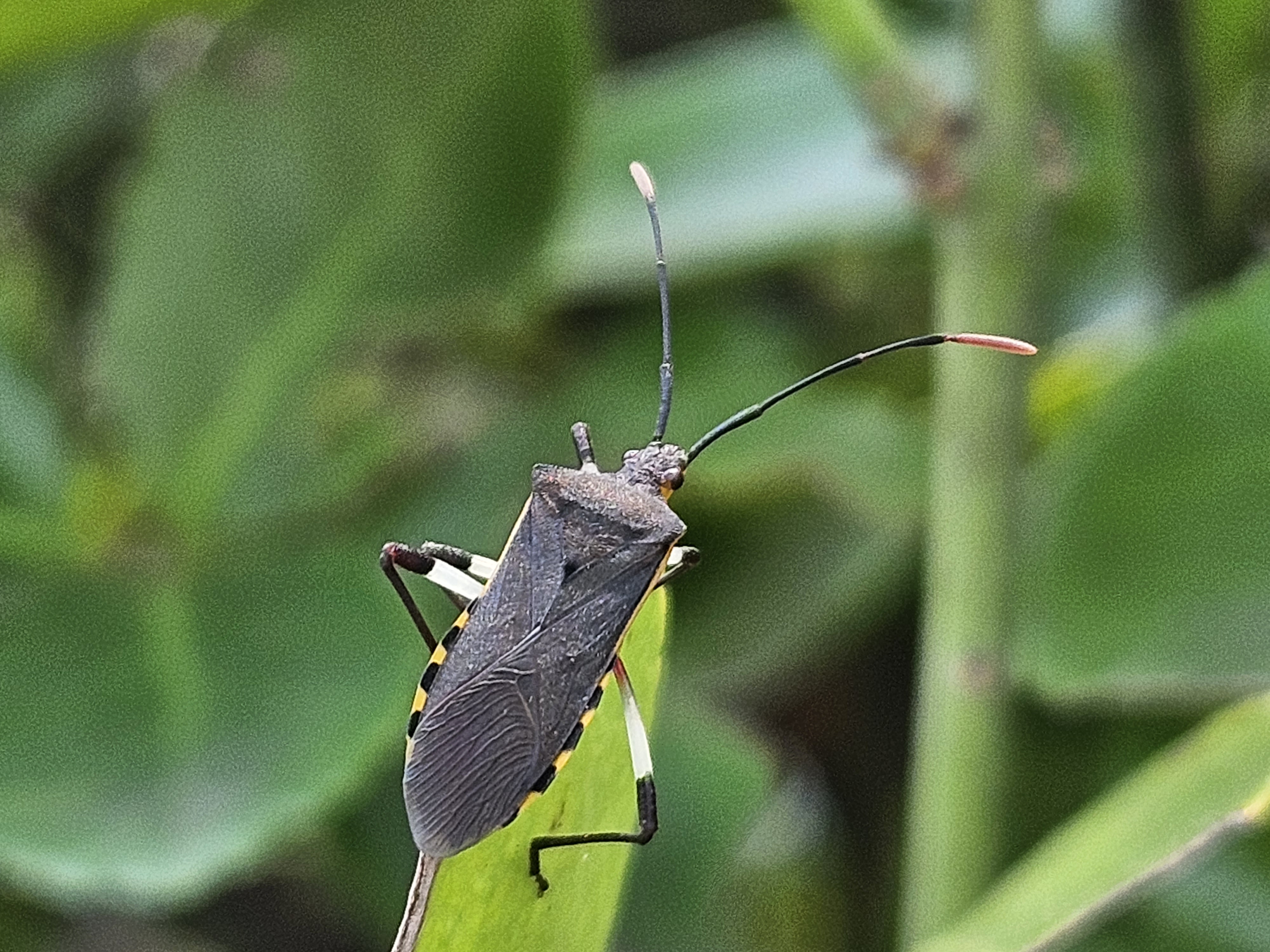 노랑배허리노린재 성충1