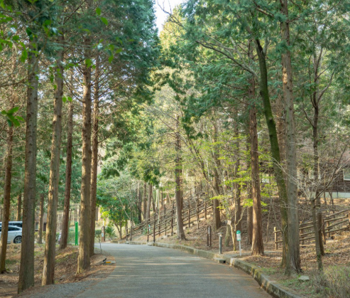 편백자연휴양림