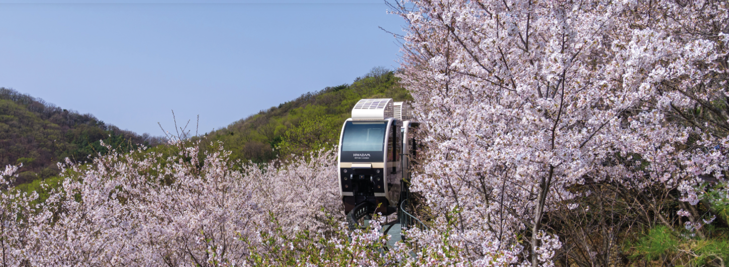 화담숲 벚꽃 축제 완벽 가이드: 예약, 주차, 모노레일 이용법, 포인트혜택까지