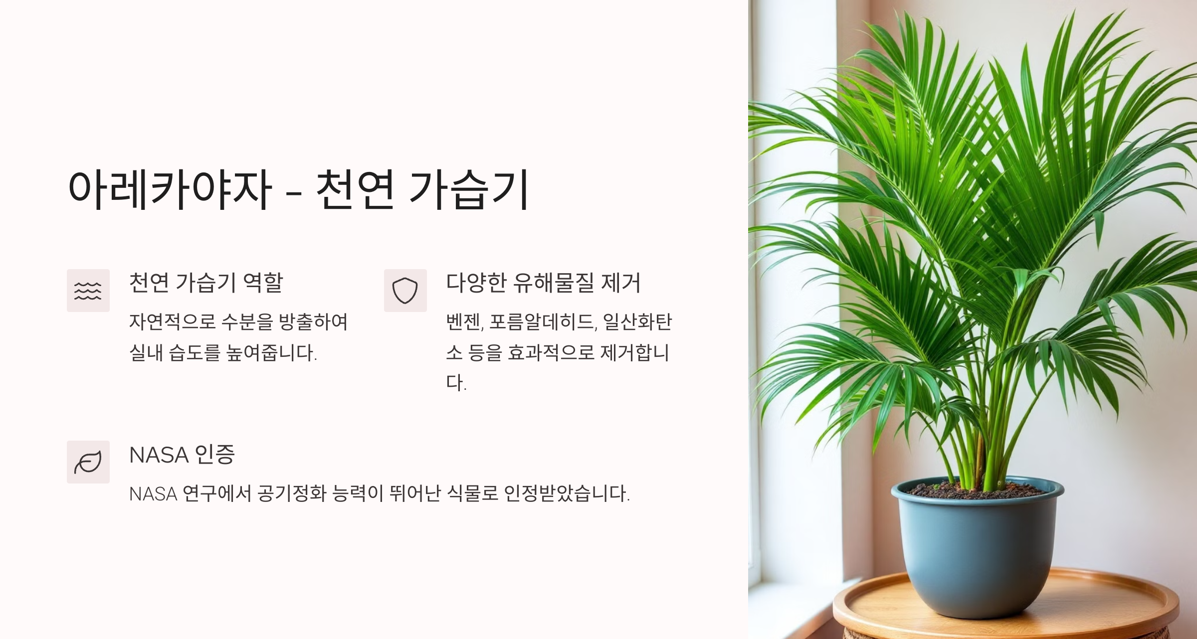공기정화 식물 사진