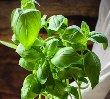 바질 효능 부작용 고르는법 요리 먹는 방법 허브