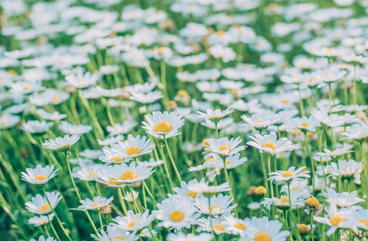 공주시 미르섬 꽃단지, &lsquo;계란꽃 물결