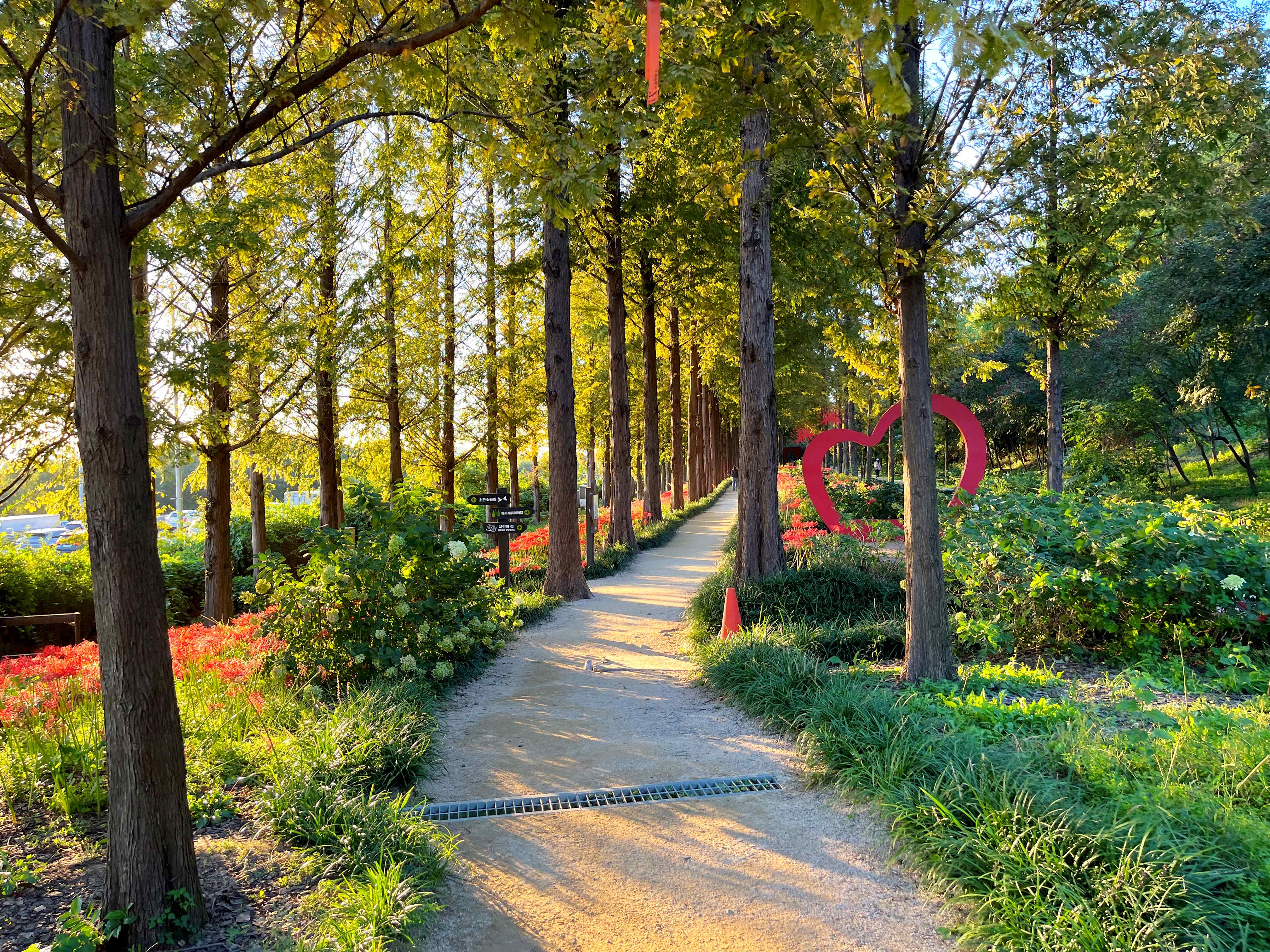 하늘공원 메타세쿼이아길 꽃무릇 시인의 거리