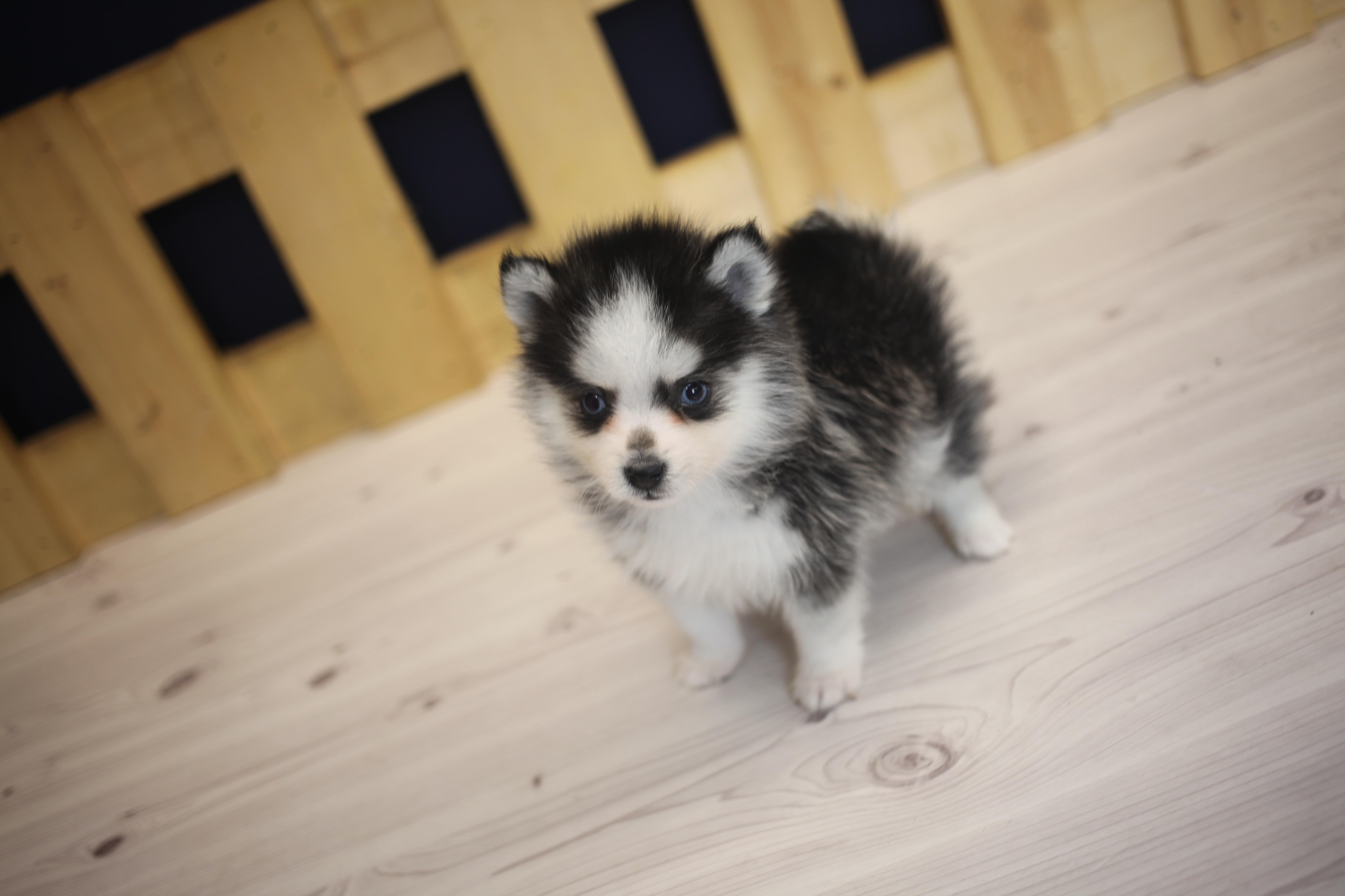 폼스키분양전문