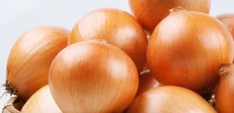 양파 수확시기_10