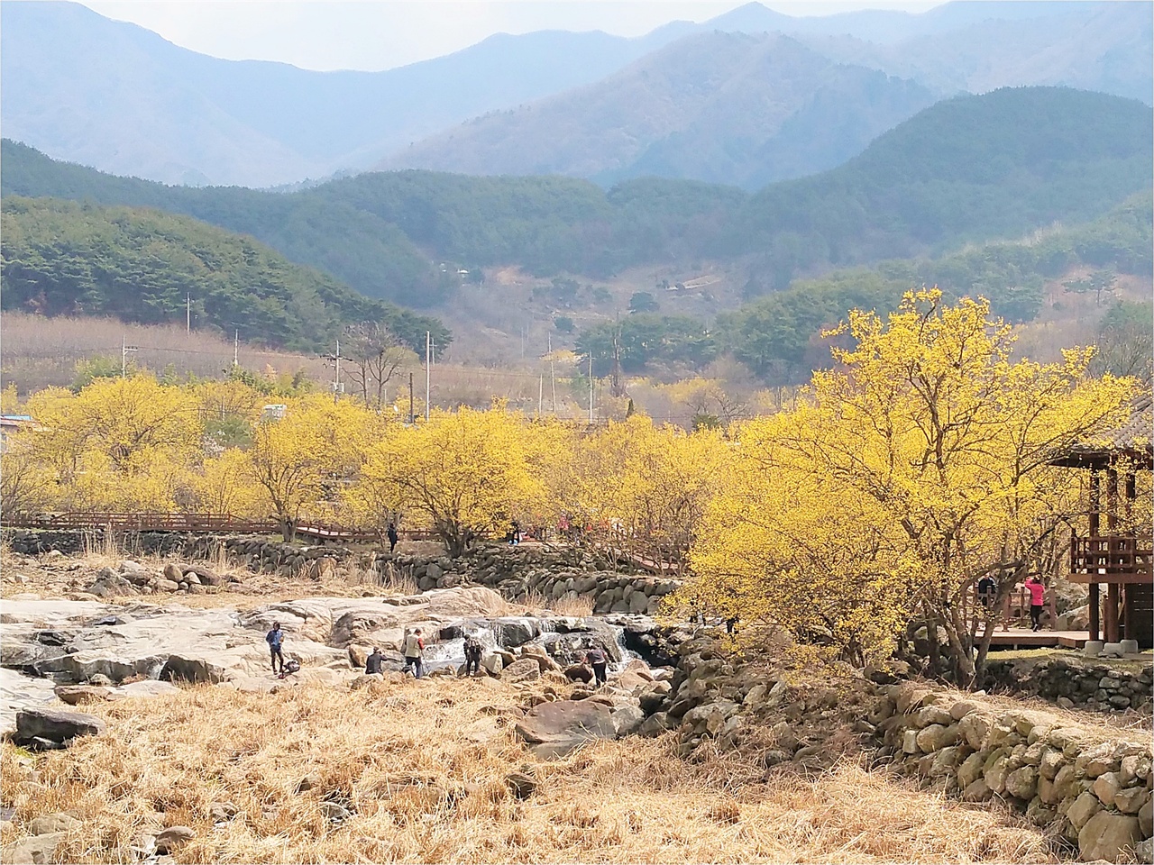 산수유꽃축제