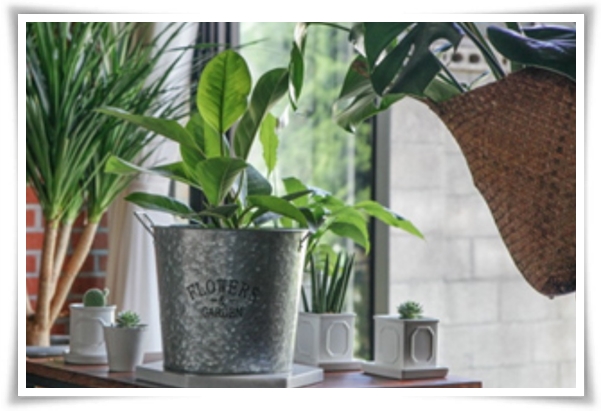 "고무나무 키우기" 실내 정원에 매력을 더하는 초록 친구!