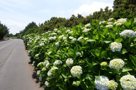 제주-종달리수국길