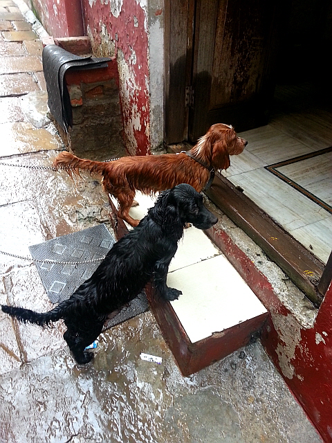 바라나시 소나기