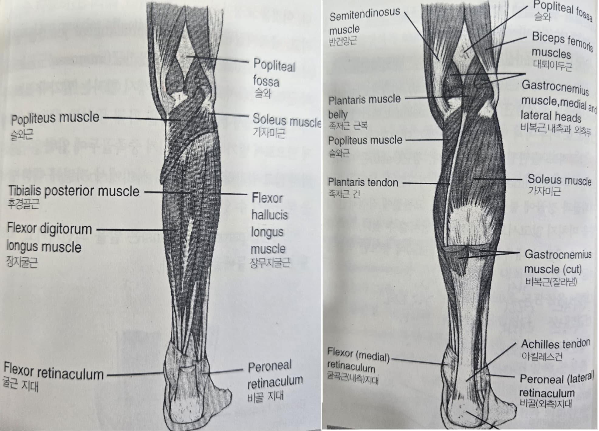 슬관절, 족관절, 발에 작용하는 근육
