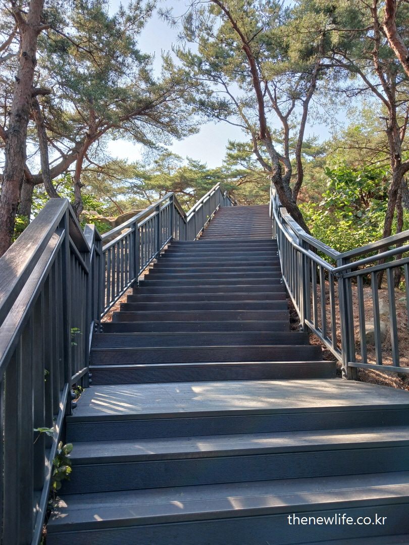 Wooden stairs in forest trail &ndash; effective for weight loss through daily stair workout-숲속 산책로에 설치된 나무 계단 &ndash; 다이어트에 효과적인 계단오르기 운동 장소