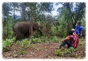 코끼리 구조 센터