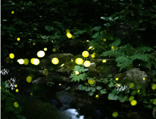 화담숲 예약 방법&amp;#44; 모노레일 시간