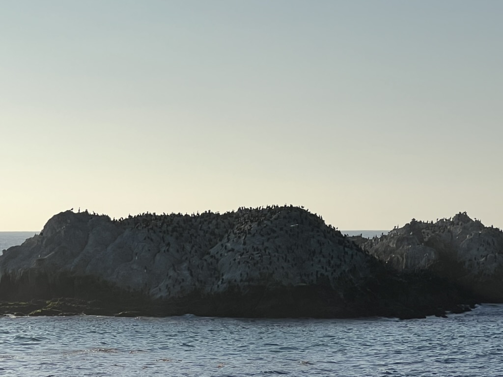 Bird Rock2