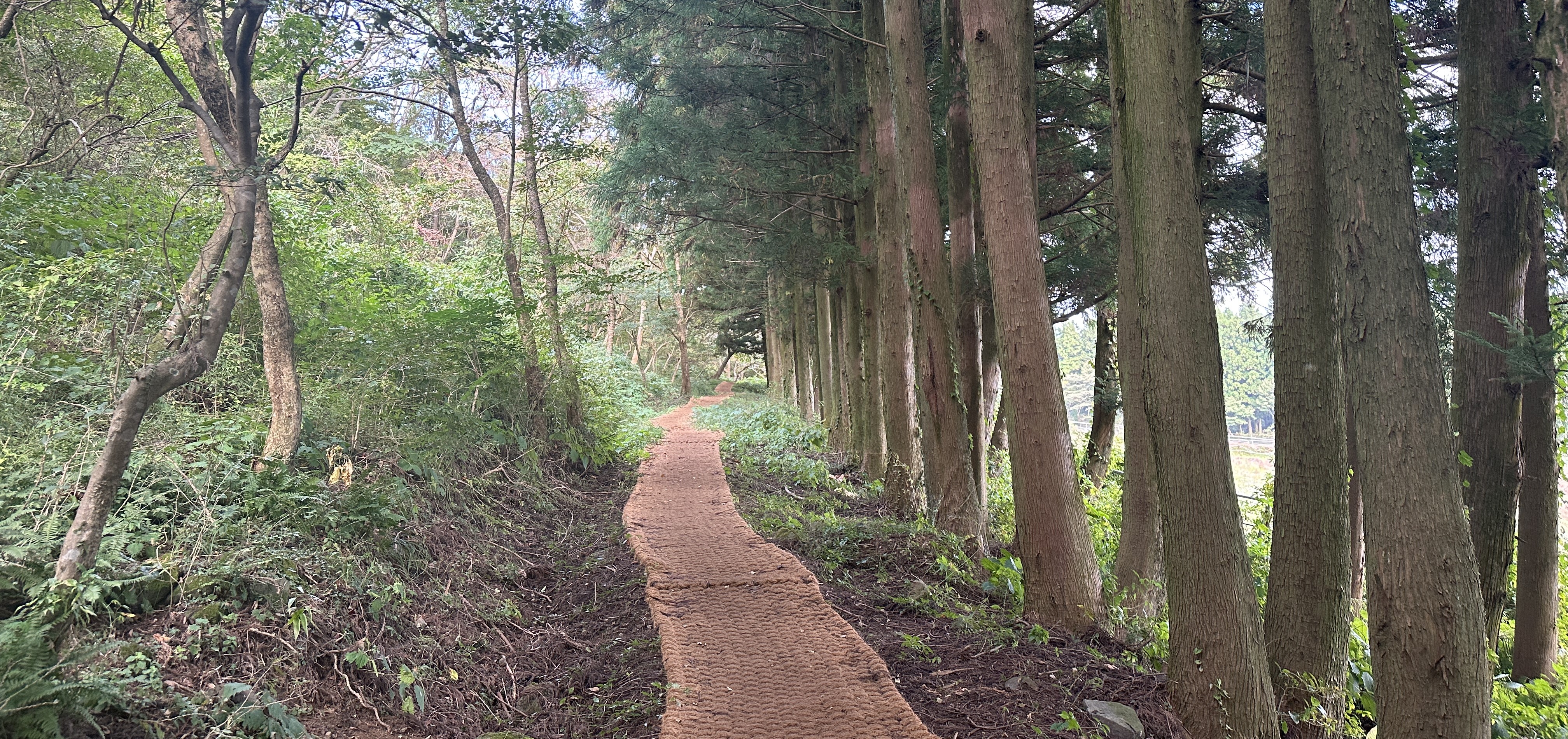 봉개동 민오름 산책로