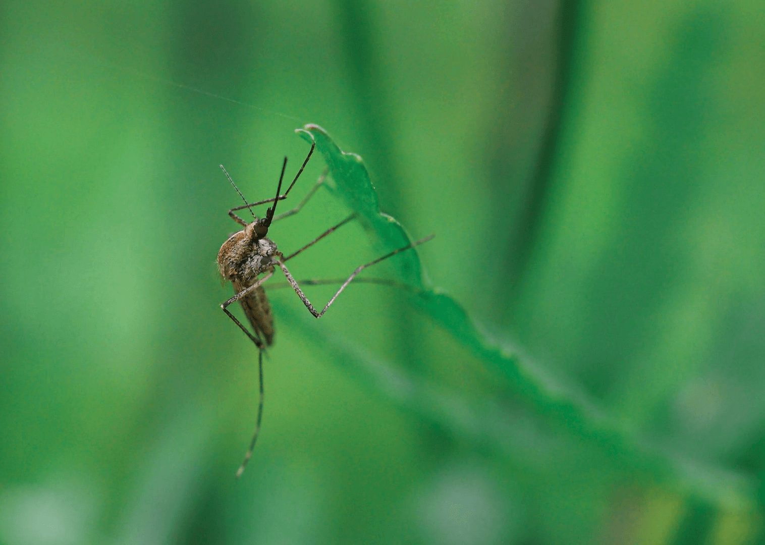 숲에-있는-모기