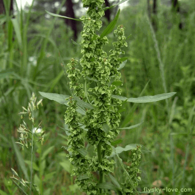 탈모에 도움이 되는 소리쟁이