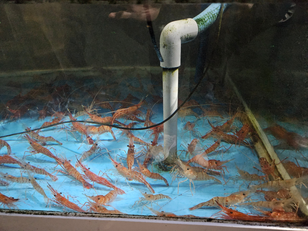 수산포차청해 수조