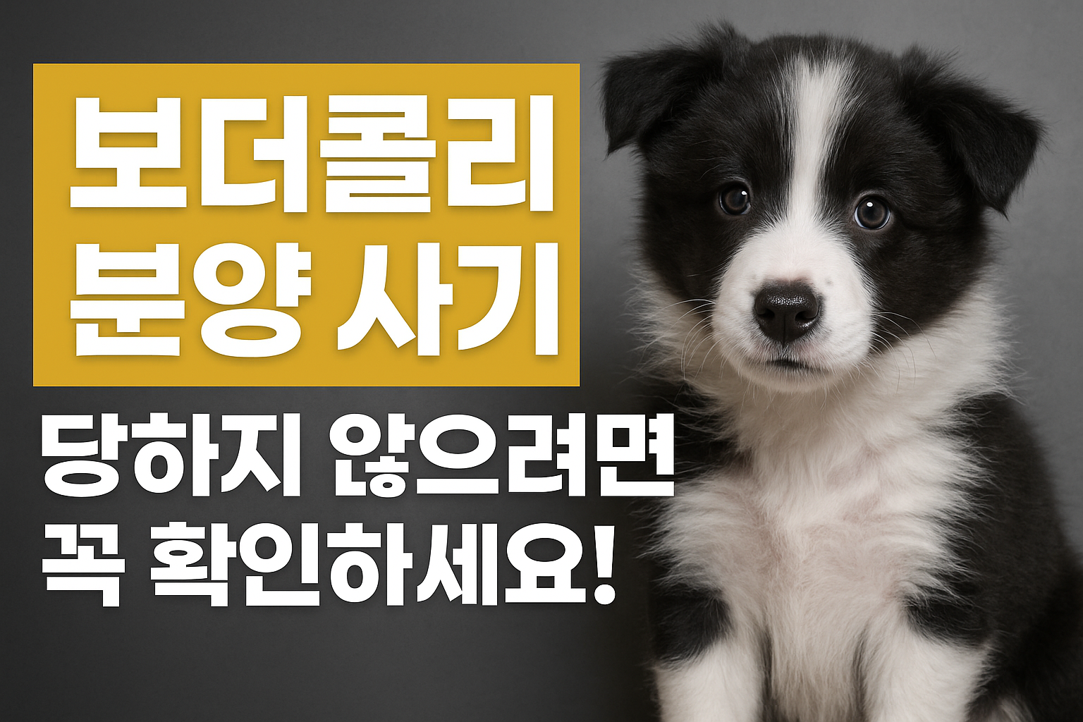 보더콜리 분양