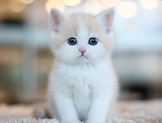 톰앤캣 광명고양이분양