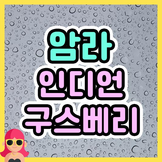 섬네일 암라