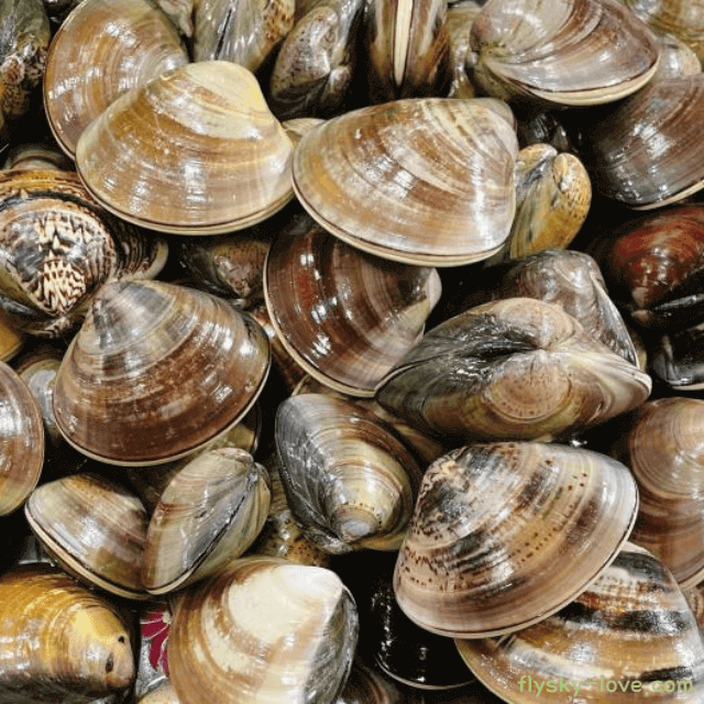 조개의 여왕 백합 조개