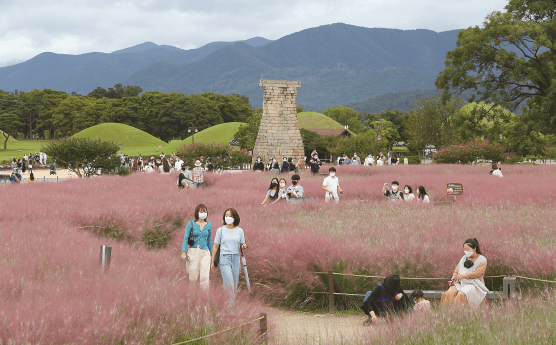 핑크 뮬리 명소 - 경주 첨성대 인근