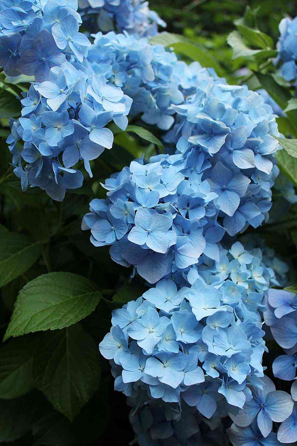 남부면 수국축제