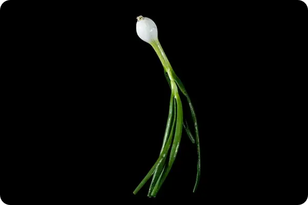 양파장아찌 담그는 법