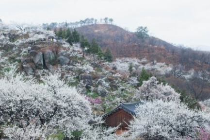 광양 매화마을의 아름다운 전경