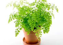 아디안텀 고사리