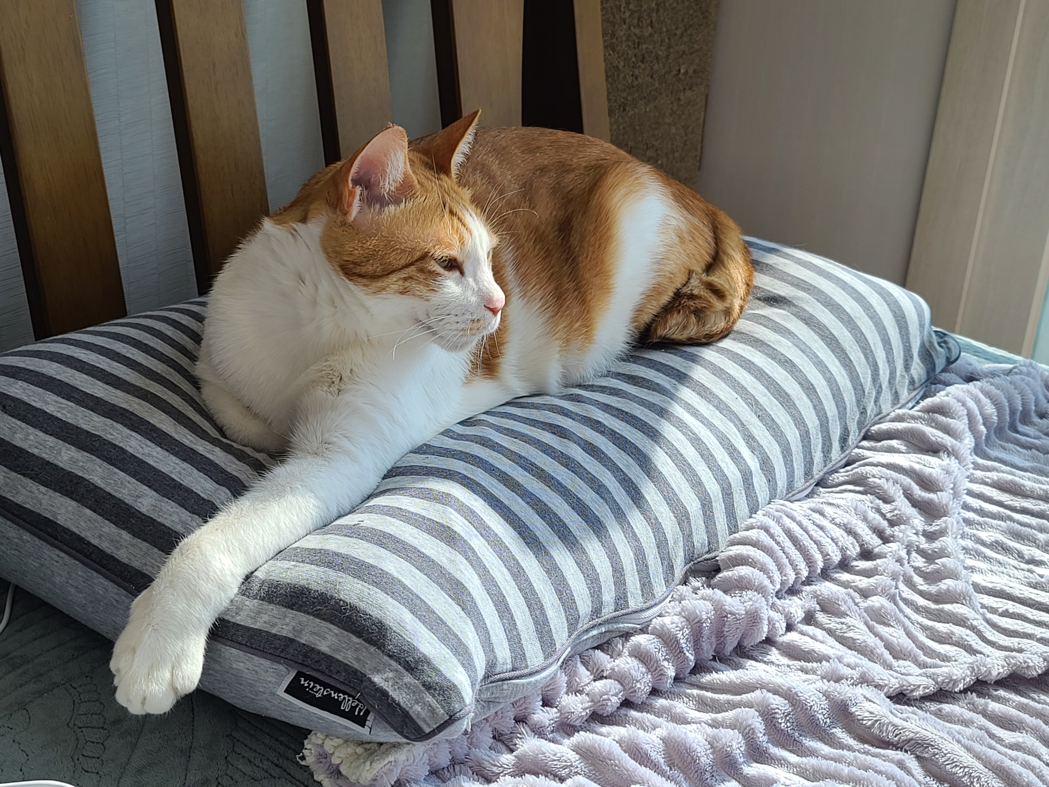 귀여운 혀빼꼼 고양이 . 자이언트 베이비 막둥이 삐용.