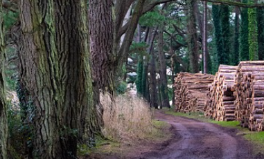 국립자연휴양림-예약방법-성수기