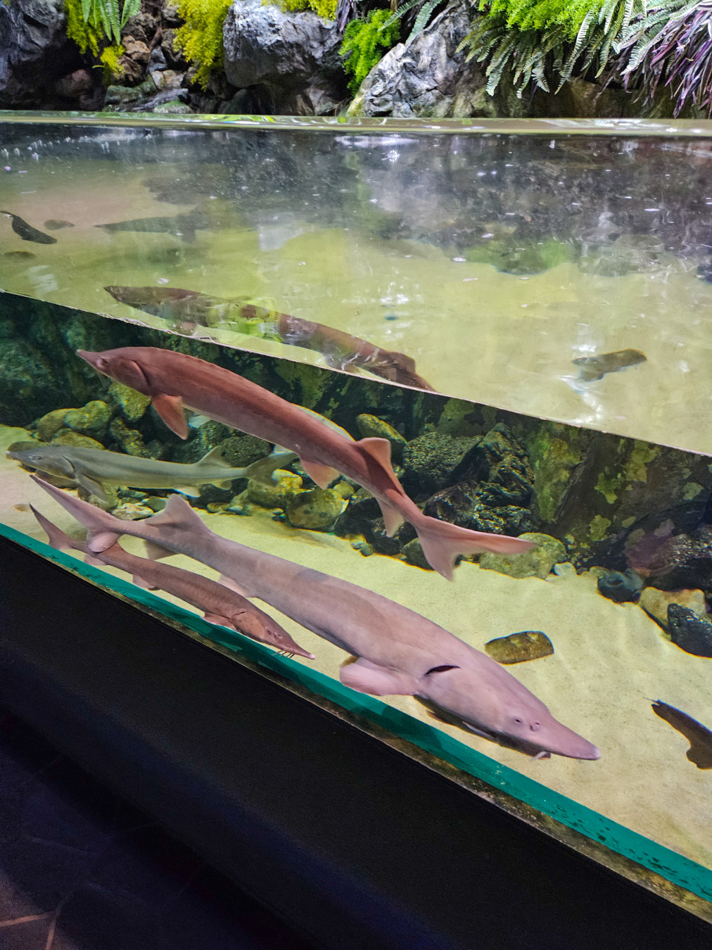 롯데월드 아쿠아리움 