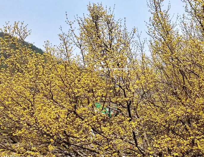 구례 산수유축제