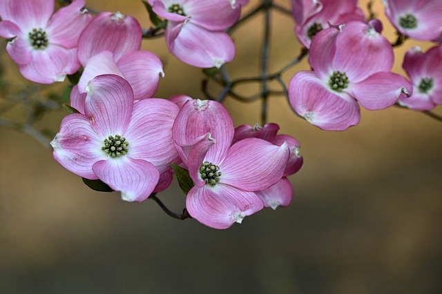 산수유_꽃