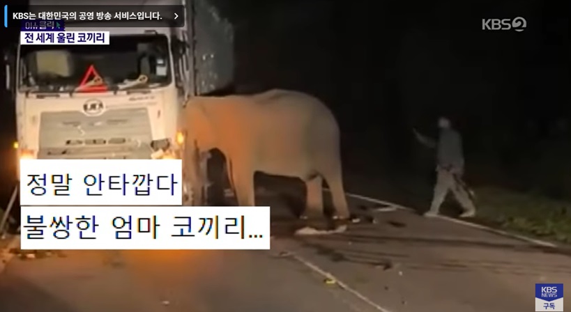 어미 코끼리의 슬픈 행동