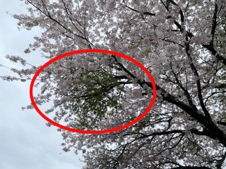 벚나무 빗자루병 감염